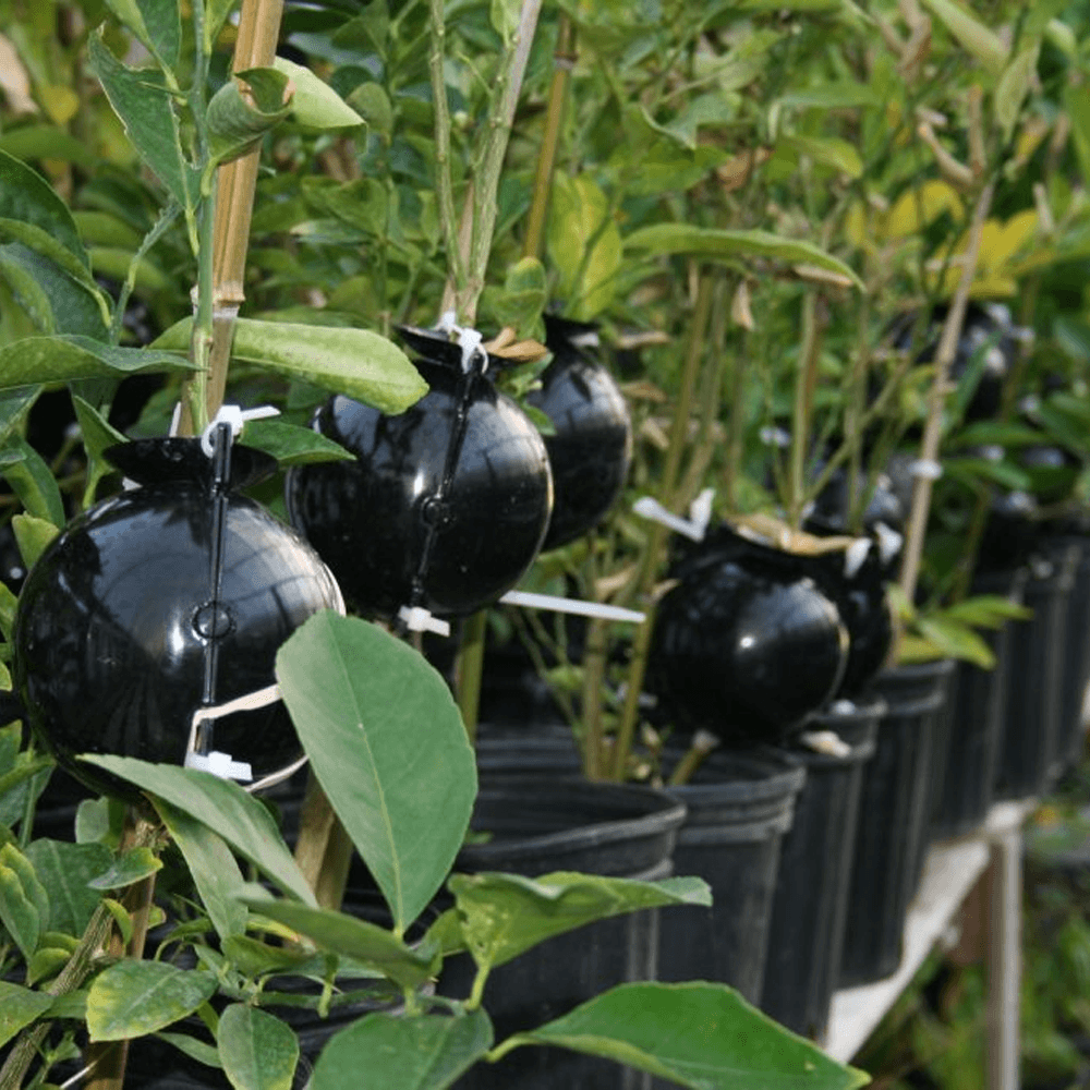 PlantBomb - extra näring till dina plantor